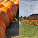 Louisiana Pumpkin Patches