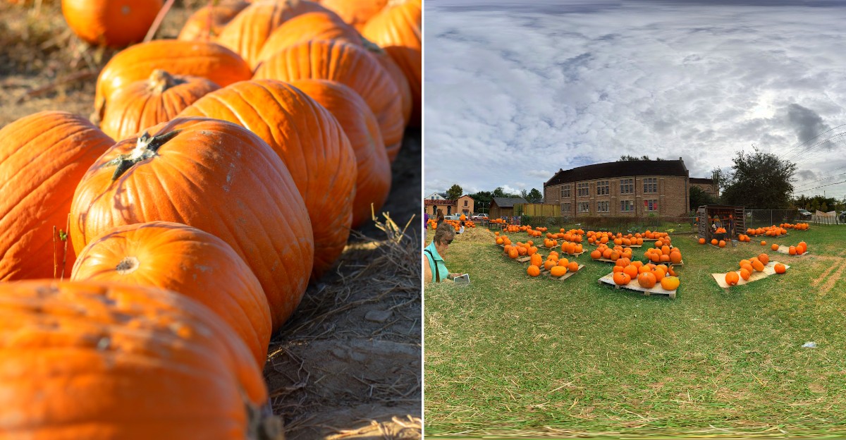 10 Louisiana Pumpkin Patches Worth Visiting Without Spending A Fortune This October