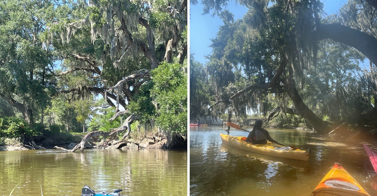 This South Carolina Kayak Tour Winds Through Blackwater Swamps Beneath Ancient Cypress Trees