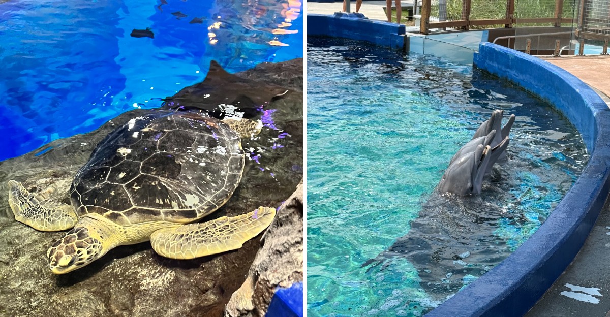 This Mississippi Aquarium Sits Right On The Gulf Coast And Brings Visitors Face-To-Face With Sea Turtles