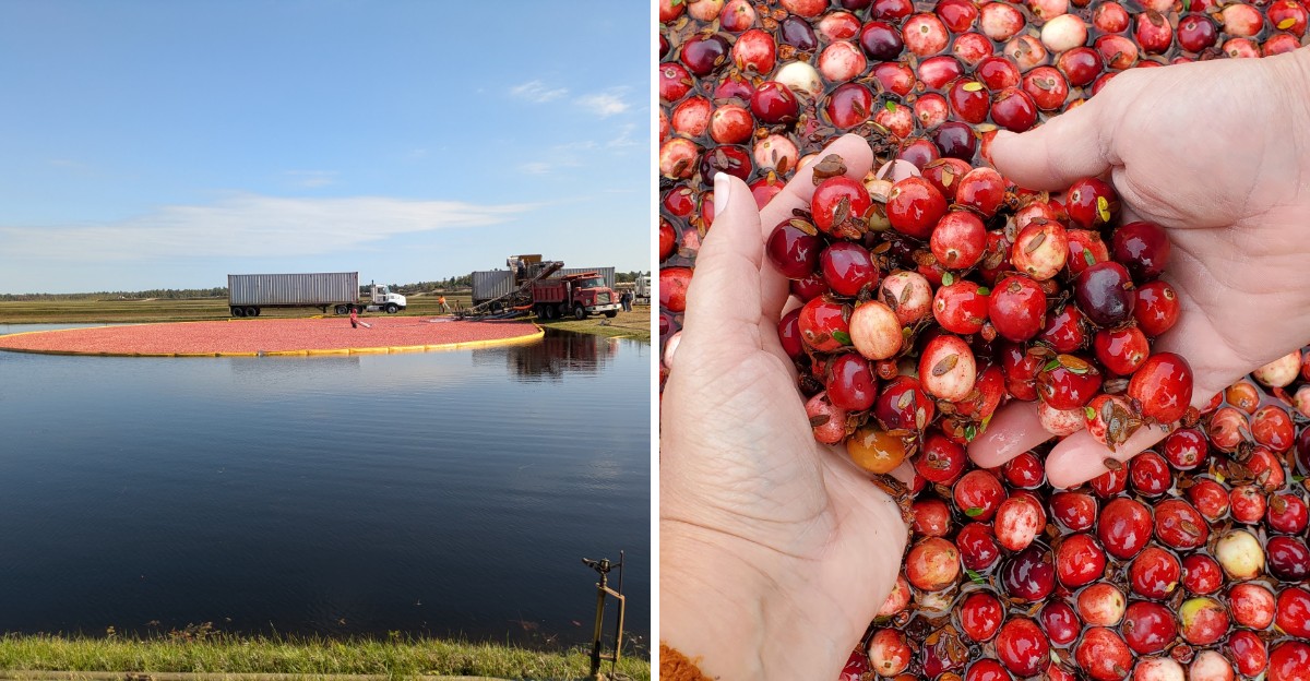 This Wisconsin Cranberry Destination Shows How the Thanksgiving Berry Goes From Marsh to Table