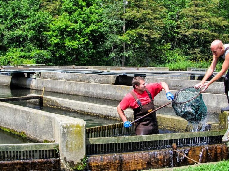 Road Trippers Wind Up The Mountain To This North Carolina Trout Farm Where You Catch Your Own Lunch