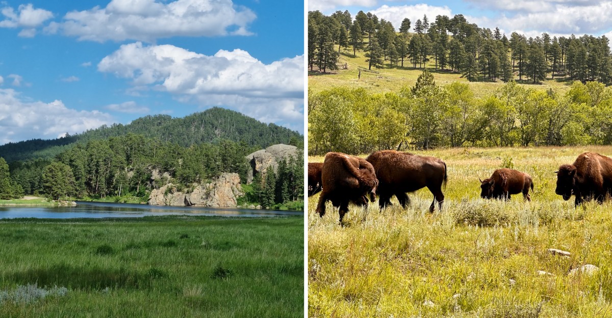 This South Dakota Prairie Park Is Home To A Free-Roaming Herd Of Nearly 1,400 Bison