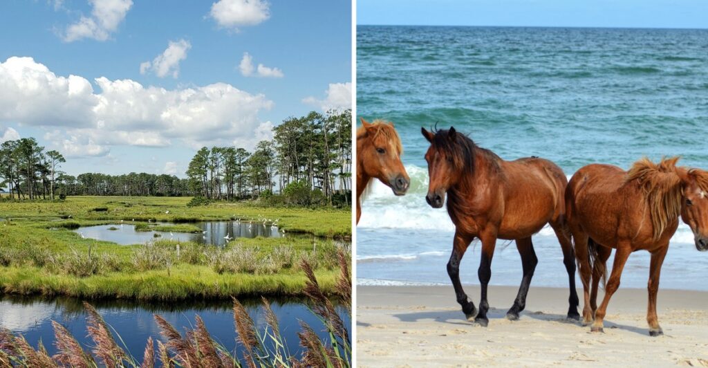 This Maryland Barrier Island Is Home To Wild Ponies That Have Roamed Its Dunes For Centuries