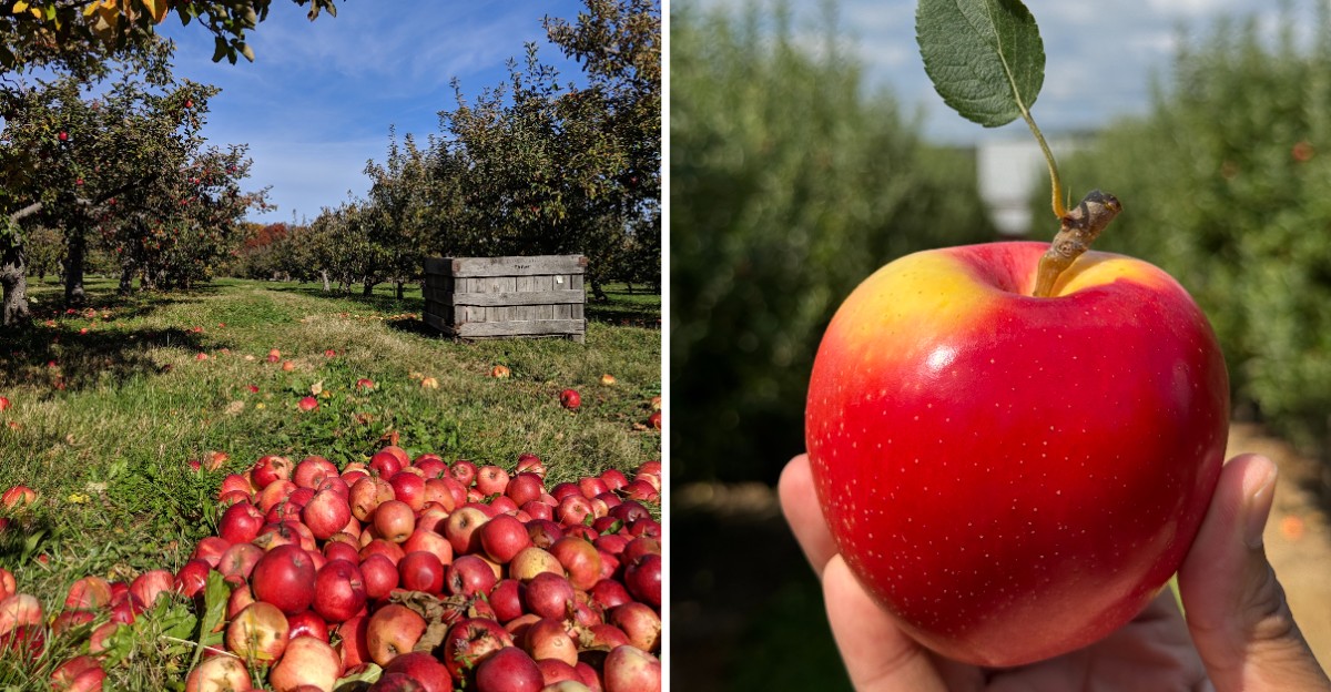 8 Hudson Valley Apple Orchards In New York With Apple Picking, Fresh Cider Donuts And Beautiful Fall Views