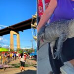 The Alligator Festival